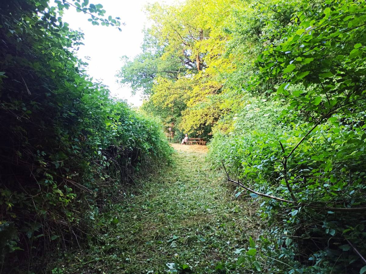 Manutenzione sentiero 239