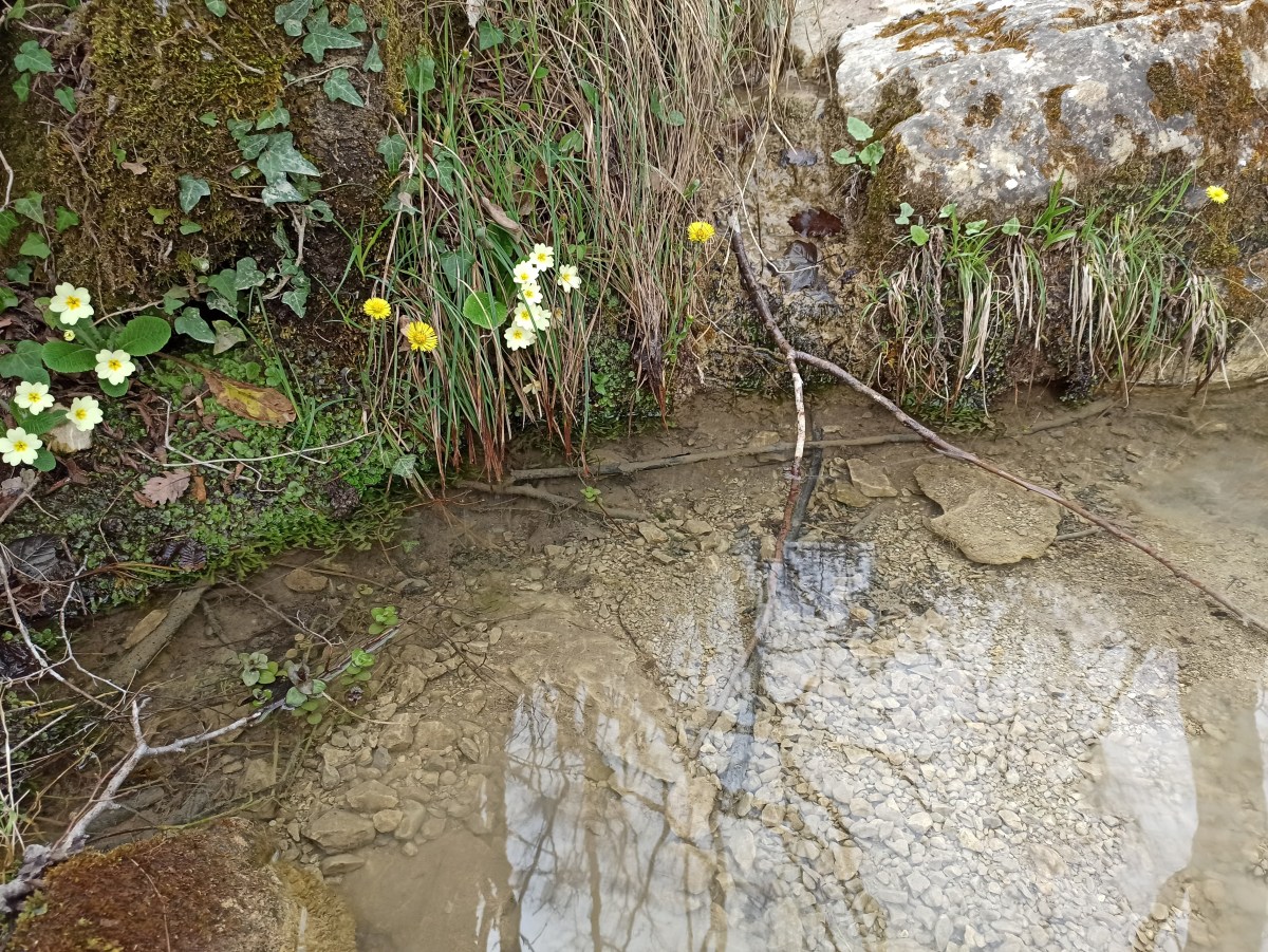Sorgenti di montagna